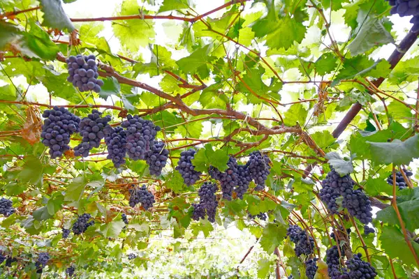 Ripe Grapes Very Fresh — Stock Photo, Image