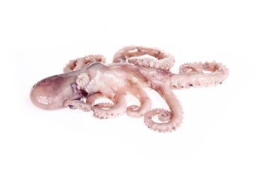 Ahtapotlar beyaz arkaplanda izole edilmiştir.