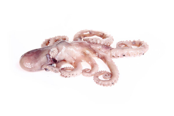 Осьминоги изолированы на белом фоне