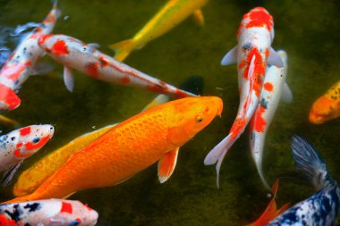 Göletteki süs balığı