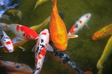 Göletteki süs balığı