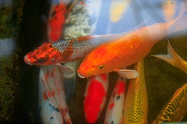 Göletteki süs balığı