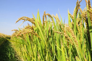 Sonbahar pirinç tarlaları 