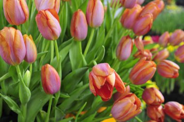 Denizanası. Yakın çekim, çok güzel.