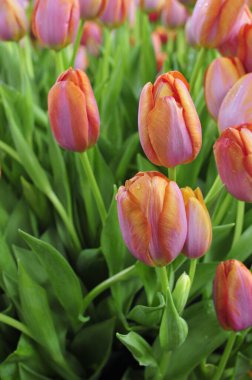 Denizanası. Yakın çekim, çok güzel.