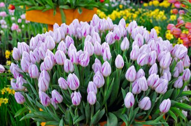 Denizanası. Yakın çekim, çok güzel.