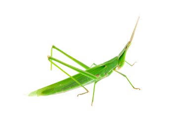 Beyaz bir zemin üzerinde çekirge sürüleri