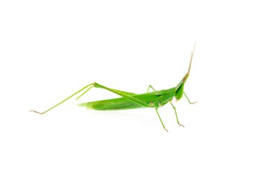 Beyaz bir zemin üzerinde çekirge sürüleri