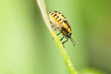 Böcekler gibi, vahşi doğa ortamında yakalandılar. 