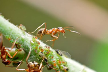 Karıncalar yaprak biti yer. 