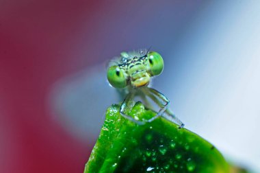 Yusufçukların makro özellikleri 