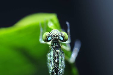 Yusufçukların makro özellikleri 