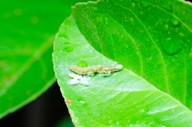 Yeşil yaprakların üzerinde bir tırtıl 