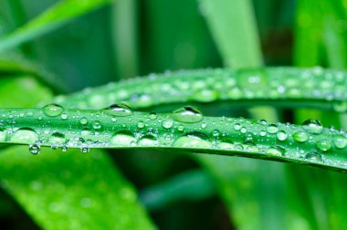 Su damlacıklarının yeşil yaprakları 