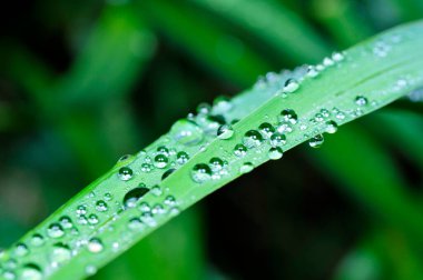 Su damlacıklarının yeşil yaprakları 