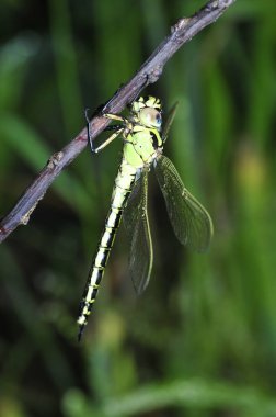 Yeşil bitkilerin üzerinde bir yusufçuk 