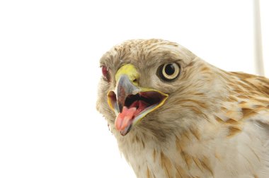 Kartal başı beyaz arkaplanda yer alır