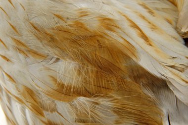 Kartal tüyleri. Yakın çekim, çok güzel.