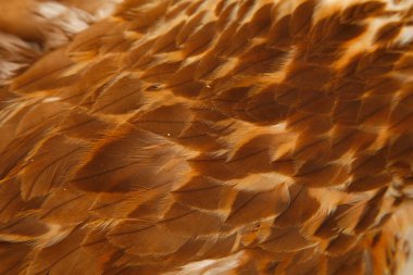 Denizanası. Yakın çekim, çok güzel.