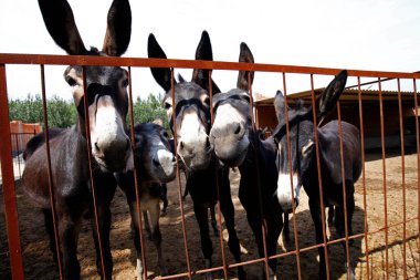 Denizanası. Yakın çekim, çok güzel.