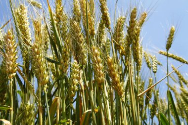 Yeşil buğday alanı