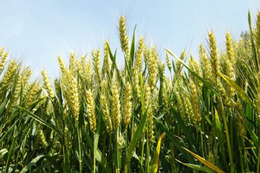 Yeşil buğday alanı