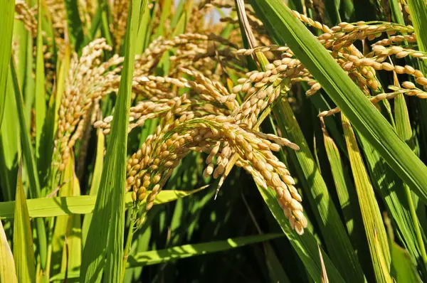 Sonbahar pirinç tarlaları 