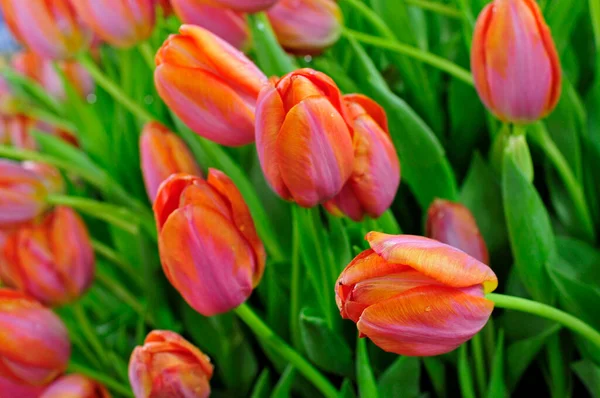 Denizanası. Yakın çekim, çok güzel.