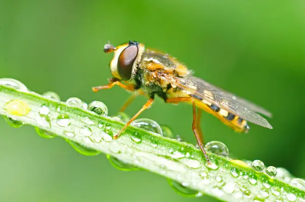 Food aphid fly with beautiful dew