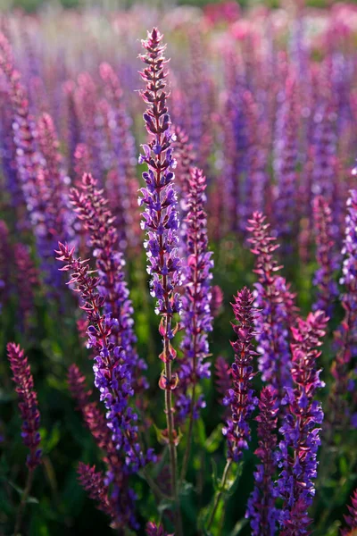 Lavendel Blomsternærbillede Meget Smukt Royaltyfrie stock-billeder