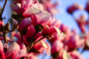 Çiçek açan manolya çiçeği, çok güzel.