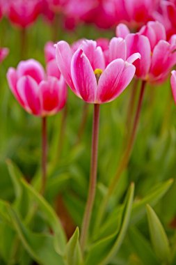 Bahar çiçekli lale tarlası. Laleler renkli çiçeklerdir. Çiçek arkaplanı..