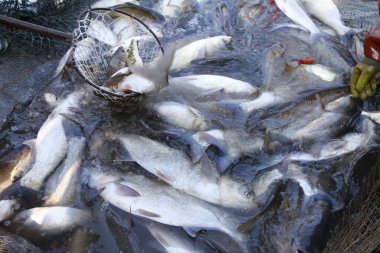 Balık ağlarındaki balıklar.