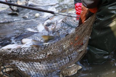 Balık ağlarındaki balıklar.