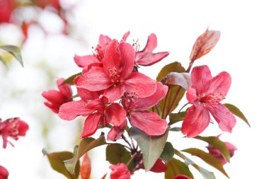 Çin çiçekli yaban elması. 