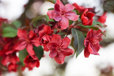 Çin çiçekli yaban elması. 