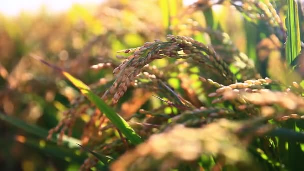 Pertanian Padi Negara Ini Beras Bergoyang Dalam Angin — Stok Video