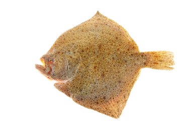 Dil balığı beyaz bir arkaplanda izole edilmiş.