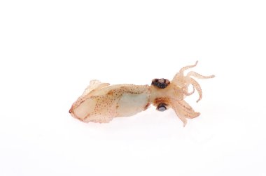 Kalamar beyaz arkaplanda izole edildi 