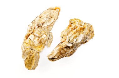 Beyaz arka planda istiridye 