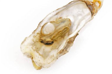 Beyaz arka planda istiridye 