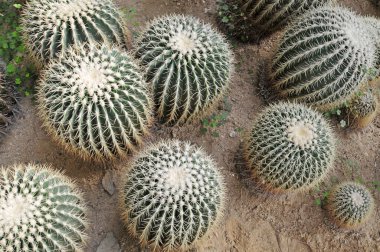 Sülün tüyü çok güzel.