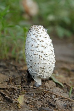 Vahşi mantarların, mantarların ormanlarda büyüdüğü yaz. 