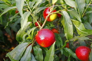 Organik şeftali ağacı dalı