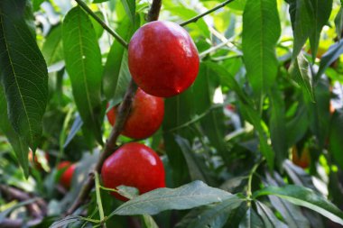 Organik şeftali ağacı dalı
