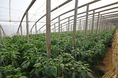 Green pepper grown in greenhouse