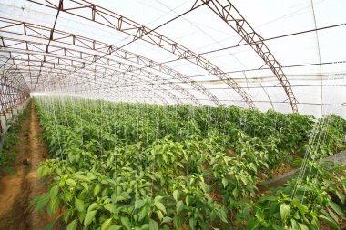 Green pepper grown in greenhouse