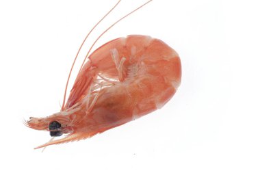 karides Yakın çekim çekimleri