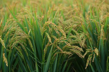 Sonbahar pirinç tarlaları