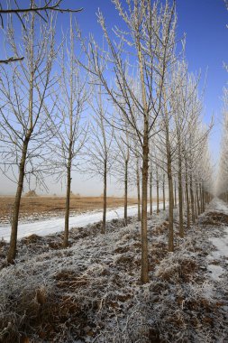 Kışın kar manzarası